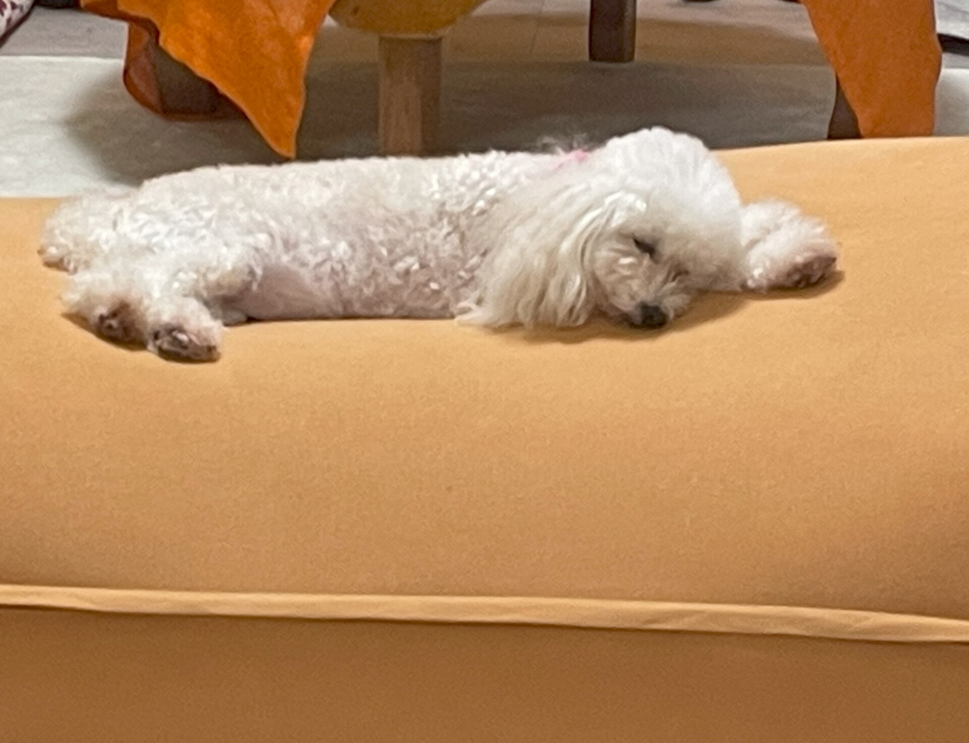 薄茶色の大きいソファの上で寝る白い犬